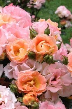 Peach Drift Groundcover Rose - 1 Gallon Pot -Garden Outdoor Plant Store Rose Drift Peach 22