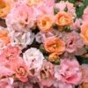 Peach Drift Groundcover Rose - 1 Gallon Pot -Garden Outdoor Plant Store Rose Drift Peach 23
