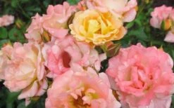 Peach Drift Groundcover Rose - 1 Gallon Pot -Garden Outdoor Plant Store Rose Drift Peach