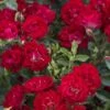 Red Drift Groundcover Rose - 1 Gallon Pot 1 Red Drift Groundcover Rose - 1 Gallon Pot -Garden Outdoor Plant Store Rose Drift Red 10
