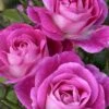 Easy To Please Rose - 3 Gallon Pot -Garden Outdoor Plant Store Rose Easy To Please 1