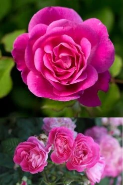 Easy To Please Rose - 3 Gallon Pot -Garden Outdoor Plant Store Rose Easy To Please 2