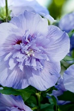 Blue Chiffon Rose Of Sharon - 1 Gallon Pot 13 Blue Chiffon Rose Of Sharon - 1 Gallon Pot -Garden Outdoor Plant Store Rose Of Sharon Blue Chiffon 10