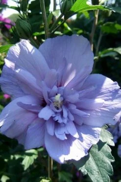 Blue Chiffon Rose Of Sharon - 1 Gallon Pot