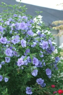 Blue Chiffon Rose Of Sharon - 1 Gallon Pot 12 Blue Chiffon Rose Of Sharon - 1 Gallon Pot -Garden Outdoor Plant Store Rose Of Sharon Blue Chiffon 5