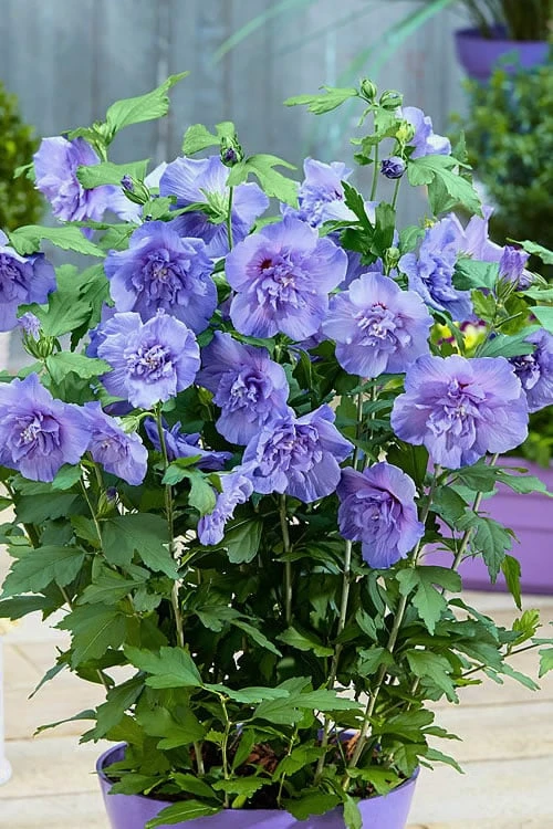 Blue Chiffon Rose Of Sharon - 1 Gallon Pot 8 Blue Chiffon Rose Of Sharon - 1 Gallon Pot - Image 6