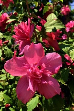 Lucy Rose Of Sharon (Althea) - Hibiscus Syriacus - 3 Gallon Pot 11 Lucy Rose Of Sharon (Althea) - Hibiscus Syriacus - 3 Gallon Pot -Garden Outdoor Plant Store Rose Of Sharon Lucy 13