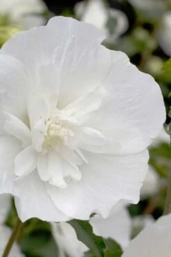 White Pillar Rose Of Sharon - 2 Gallon Pot -Garden Outdoor Plant Store Rose Of Sharon White Pillar 2
