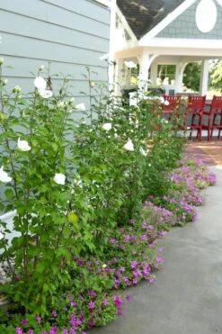 White Pillar Rose Of Sharon - 2 Gallon Pot -Garden Outdoor Plant Store Rose Of Sharon White Pillar 4
