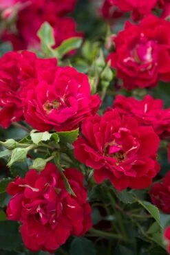 Red Drift Groundcover Rose - 1 Gallon Pot 13 Red Drift Groundcover Rose - 1 Gallon Pot -Garden Outdoor Plant Store Rose Red Drift BS