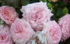Sweet Drift Groundcover Rose - 2 Gallon Pot -Garden Outdoor Plant Store Rose Sweet Drift