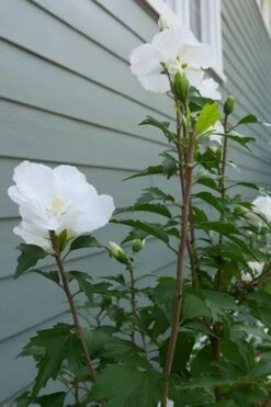 White Pillar Rose Of Sharon - 2 Gallon Pot -Garden Outdoor Plant Store Rose of Sharon White Pillar 5