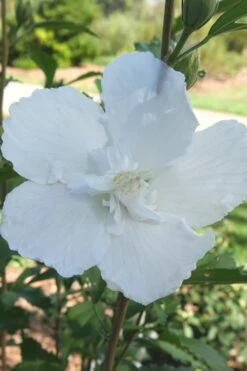 White Pillar Rose Of Sharon - 2 Gallon Pot -Garden Outdoor Plant Store Rose of Sharon White Pillar 7