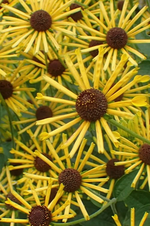 Henry Eilers Sweet Coneflower (Rudbeckia Daisy) - 1 Gallon Pot 6 Henry Eilers Sweet Coneflower (Rudbeckia Daisy) - 1 Gallon Pot - Image 4
