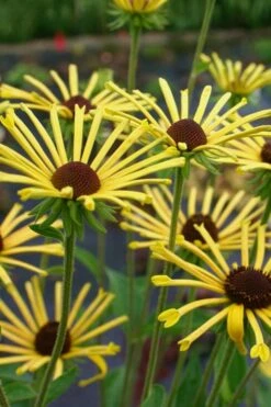 Henry Eilers Sweet Coneflower (Rudbeckia Daisy) - 1 Gallon Pot 13 Henry Eilers Sweet Coneflower (Rudbeckia Daisy) - 1 Gallon Pot -Garden Outdoor Plant Store Rudbeckia Henry Eilers 2