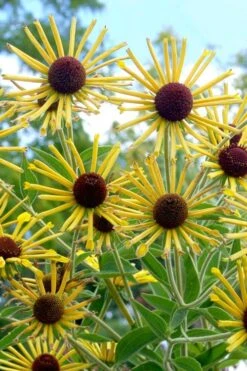Henry Eilers Sweet Coneflower (Rudbeckia Daisy) - 1 Gallon Pot 14 Henry Eilers Sweet Coneflower (Rudbeckia Daisy) - 1 Gallon Pot -Garden Outdoor Plant Store Rudbeckia Henry Eilers 5