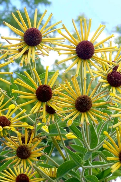 Henry Eilers Sweet Coneflower (Rudbeckia Daisy) - 1 Gallon Pot 8 Henry Eilers Sweet Coneflower (Rudbeckia Daisy) - 1 Gallon Pot - Image 6