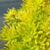 Lemon Ball Sedum - 3 Pack Of Quart Pots -Garden Outdoor Plant Store Sedum mexicanum lemon ball 1