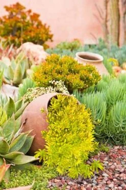 Lemon Ball Sedum - 3 Pack Of Quart Pots -Garden Outdoor Plant Store Sedum mexicanum lemon ball 2