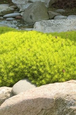 Lemon Ball Sedum - 3 Pack Of Quart Pots -Garden Outdoor Plant Store Sedum mexicanum lemon ball 4