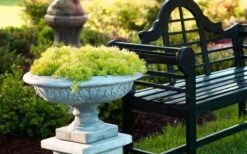 Lemon Ball Sedum - 3 Pack Of Quart Pots -Garden Outdoor Plant Store Sedum mexicanum lemon ball 6