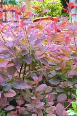 Grace Pink Flowering Smoke Tree - 5 Gallon Pot 15 Grace Pink Flowering Smoke Tree - 5 Gallon Pot -Garden Outdoor Plant Store Smoketree Grace 3
