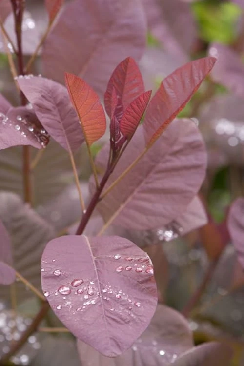 Grace Pink Flowering Smoke Tree - 5 Gallon Pot 7 Grace Pink Flowering Smoke Tree - 5 Gallon Pot - Image 5