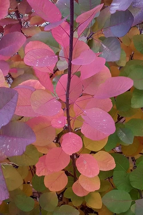 Grace Pink Flowering Smoke Tree - 5 Gallon Pot 8 Grace Pink Flowering Smoke Tree - 5 Gallon Pot - Image 6