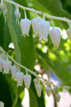 Sourwood Tree - Oxydendrum Arboreum - 3 Gallon Pot -Garden Outdoor Plant Store Sourwood Tree 18 1