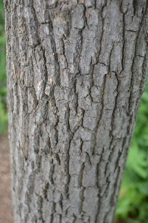 Sourwood Tree (Oxydendrum Arboreum) - 7 Gallon Pot (4-5') 10 Sourwood Tree (Oxydendrum Arboreum) - 7 Gallon Pot (4-5') - Image 8