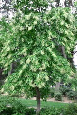 Sourwood Tree (Oxydendrum Arboreum) - 7 Gallon Pot (4-5') 15 Sourwood Tree (Oxydendrum Arboreum) - 7 Gallon Pot (4-5') -Garden Outdoor Plant Store Sourwood Tree 22