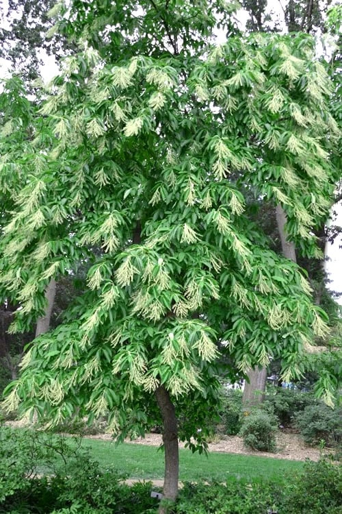 Sourwood Tree (Oxydendrum Arboreum) - 7 Gallon Pot (4-5') 8 Sourwood Tree (Oxydendrum Arboreum) - 7 Gallon Pot (4-5') - Image 6