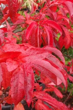 Sourwood Tree (Oxydendrum Arboreum) - 7 Gallon Pot (4-5') 13 Sourwood Tree (Oxydendrum Arboreum) - 7 Gallon Pot (4-5') -Garden Outdoor Plant Store Sourwood Tree 6