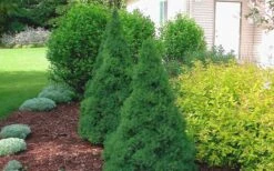 Dwarf Alberta Spruce - 2 Gallon Pot 14 Dwarf Alberta Spruce - 2 Gallon Pot -Garden Outdoor Plant Store Spruce Dwarf Alberta 2 1