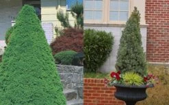 Dwarf Alberta Spruce - 5 Gallon Pot -Garden Outdoor Plant Store Spruce Dwarf Alberta 3