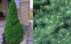 Dwarf Alberta Spruce - 5 Gallon Pot -Garden Outdoor Plant Store Spruce Dwarf Alberta 4