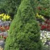 Dwarf Alberta Spruce - 2 Gallon Pot -Garden Outdoor Plant Store Spruce Dwarf Alberta Picea 500x750 2