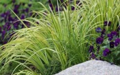 Golden Variegated Sweet Flag - Acorus Gramineus 'Oborozuki' - 18 Count Flats Of Pint Pots -Garden Outdoor Plant Store Sweet Flag Variegated 2