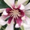 Venus White Sweetshrub (Calycanthus) - 3 Gallon Pot -Garden Outdoor Plant Store Sweetshrub Venus White 1