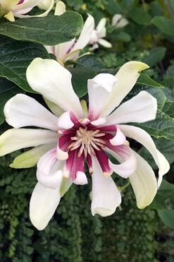 Venus White Sweetshrub (Calycanthus) - 3 Gallon Pot -Garden Outdoor Plant Store Sweetshrub Venus White 3