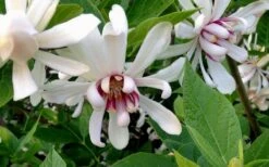 Venus White Sweetshrub (Calycanthus) - 3 Gallon Pot -Garden Outdoor Plant Store Sweetshrub Venus White 4