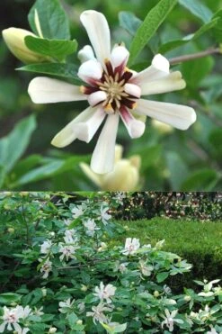Venus White Sweetshrub (Calycanthus) - 3 Gallon Pot -Garden Outdoor Plant Store Sweetshrub Venus White 5