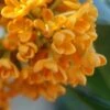 Fragrant Orange Tea Olive - Osmanthus Fragrans Aurantiacus - 1 Gallon Pot 2 Fragrant Orange Tea Olive - Osmanthus Fragrans Aurantiacus - 1 Gallon Pot -Garden Outdoor Plant Store Tea Olive Fragrant Orange 500x750 1