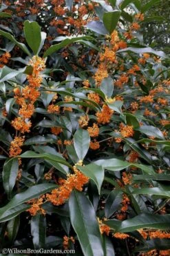 Fragrant Orange Tea Olive - Osmanthus Fragrans Aurantiacus - 6 Pack Of 1 Gallon Pots 14 Fragrant Orange Tea Olive - Osmanthus Fragrans Aurantiacus - 6 Pack Of 1 Gallon Pots -Garden Outdoor Plant Store Tea Olive Orange 102 1