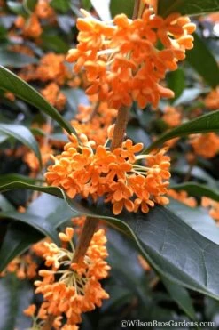Fragrant Orange Tea Olive - Osmanthus Fragrans Aurantiacus - 6 Pack Of 1 Gallon Pots 13 Fragrant Orange Tea Olive - Osmanthus Fragrans Aurantiacus - 6 Pack Of 1 Gallon Pots -Garden Outdoor Plant Store Tea Olive Orange 104 1