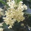 Fragrant White Tea Olive - 1 Gallon Pot -Garden Outdoor Plant Store Tea Olive White Flowers Osmanthus Fragrans 500x750 1