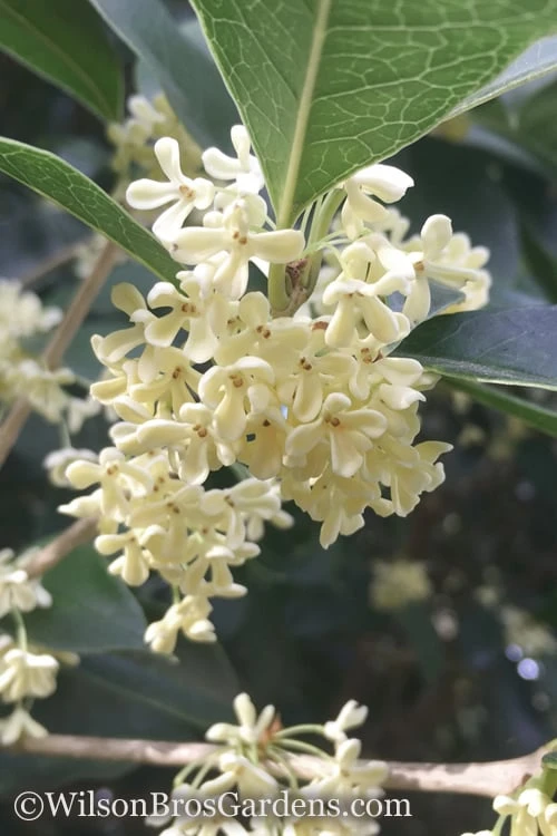 Fragrant White Tea Olive - 1 Gallon Pot 3 Fragrant White Tea Olive - 1 Gallon Pot