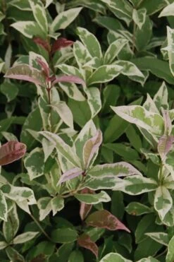Pink Flush Variegated Tea Olive (Osmanthus Fragrans 'Yinbi Shuanghui') - 6 Pack Of 1 Gallon Pots 12 Pink Flush Variegated Tea Olive (Osmanthus Fragrans 'Yinbi Shuanghui') - 6 Pack Of 1 Gallon Pots -Garden Outdoor Plant Store Tea Olive Yinbi Shuanghui Variegated 2 2