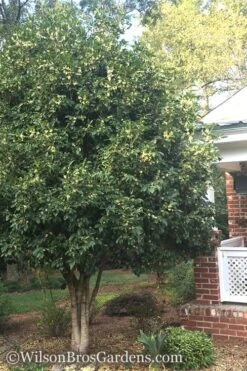 Fragrant White Tea Olive - 1 Gallon Pot 11 Fragrant White Tea Olive - 1 Gallon Pot -Garden Outdoor Plant Store Teav Olive White Osmanthus Fragrans 500x750 1