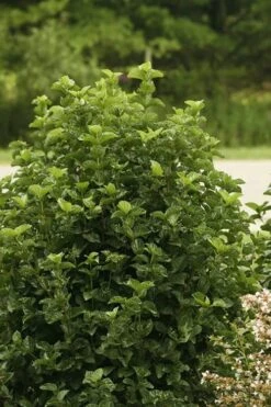 All That Glows Arrowwood Viburnum - 2 Gallon Pot 12 All That Glows Arrowwood Viburnum - 2 Gallon Pot -Garden Outdoor Plant Store Viburnum All That Glows 1